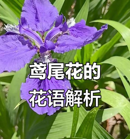 哪些花对爱情有特殊寓意？