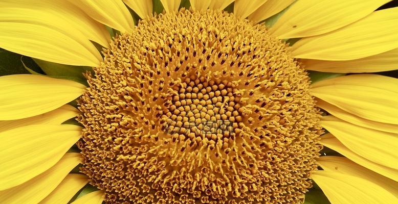 黄色太阳花珠子的寓意是什么？太阳花珠子代表什么？
