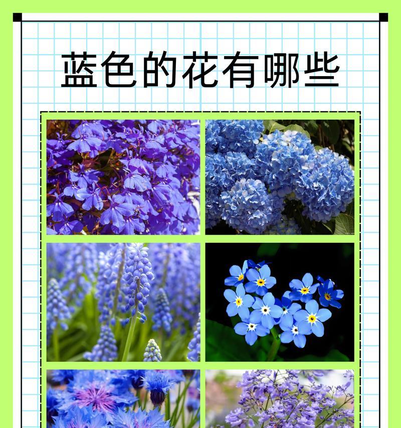 三色花象征意义有哪些？