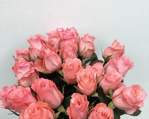 粉色玫瑰花象征着什么爱情？