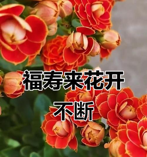 哪些花具有健康寓意？