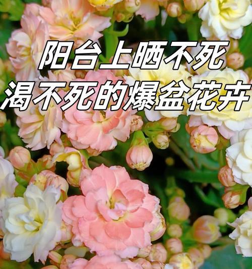 哪些花具有健康寓意？