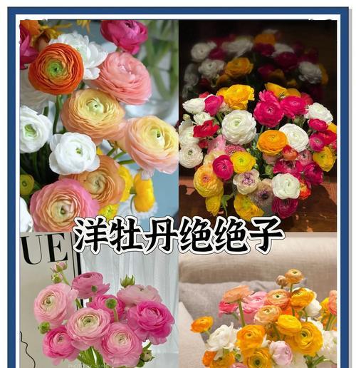 哪些花具有健康寓意？