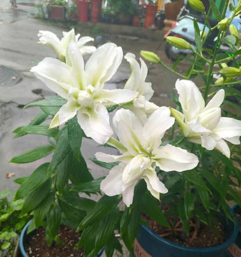 白色百合花放置有何寓意？它象征着什么？