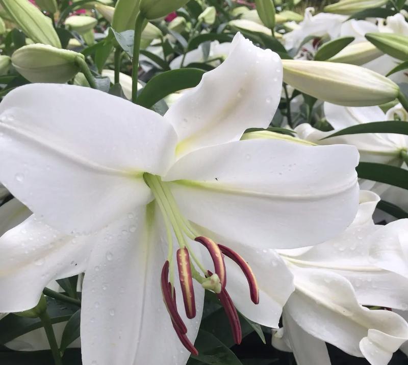 白色百合花放置有何寓意？它象征着什么？