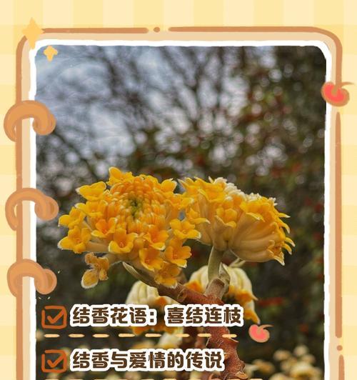 花的寓意中哪些代表爱情？爱情花语有哪些？
