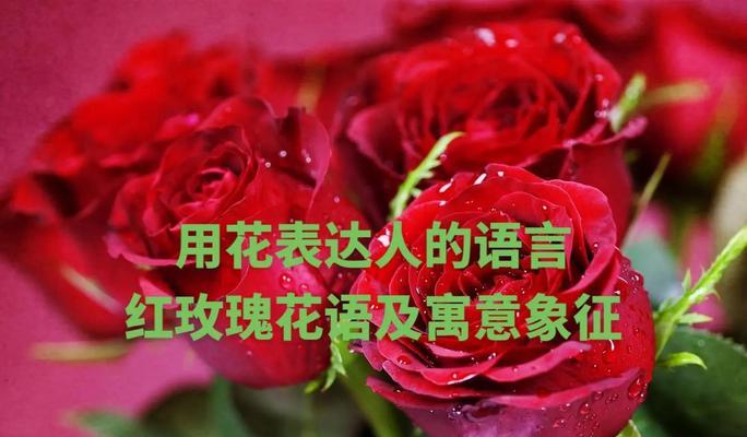 花的寓意中哪些代表爱情？爱情花语有哪些？