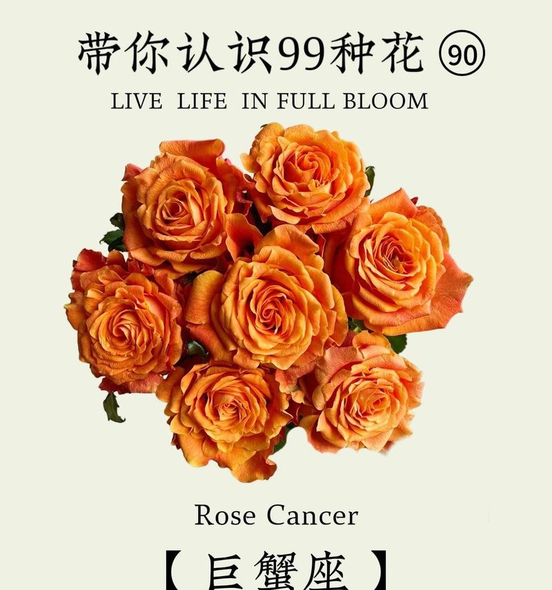 哪种花代表理想爱情？理想爱情的花卉象征是什么？
