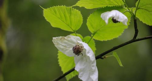 珙桐花手捧花代表了什么寓意？手捧珙桐花有何特别含义？