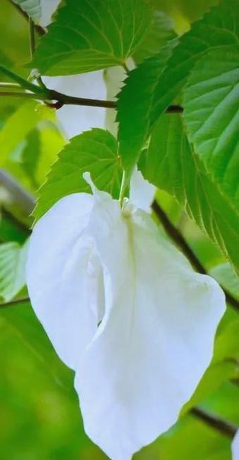 珙桐花手捧花代表了什么寓意？手捧珙桐花有何特别含义？