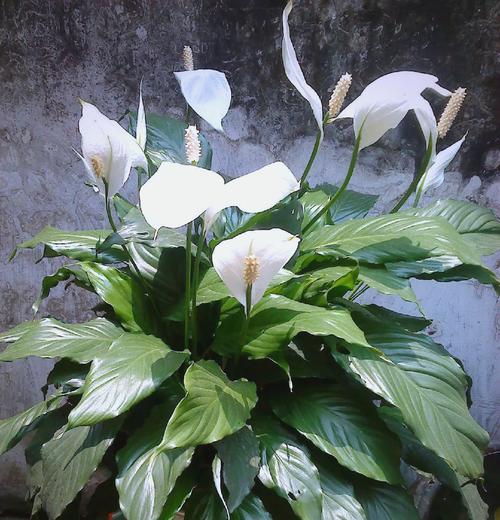 好运花有哪些昵称？如何称呼象征好运的花？