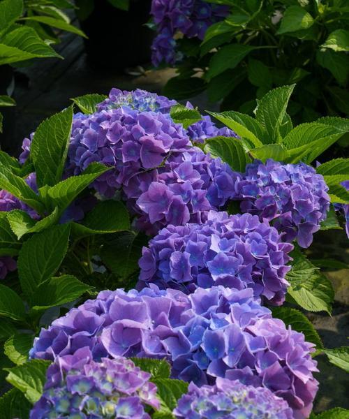 蓝色的花有什么寓意？蓝色花在花语中通常代表什么？