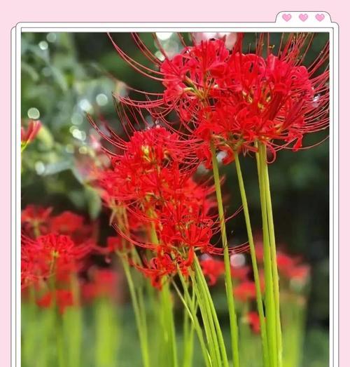 黄色彼岸花的花语是什么？黄色彼岸花有何特别含义？