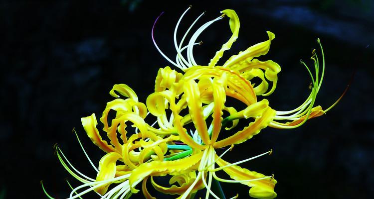 黄色彼岸花的花语是什么？黄色彼岸花有何特别含义？