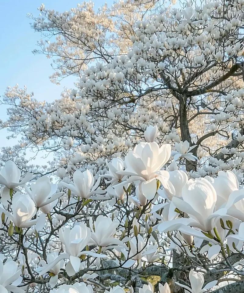 哪种颜色的花象征着友谊？它的花语是什么？