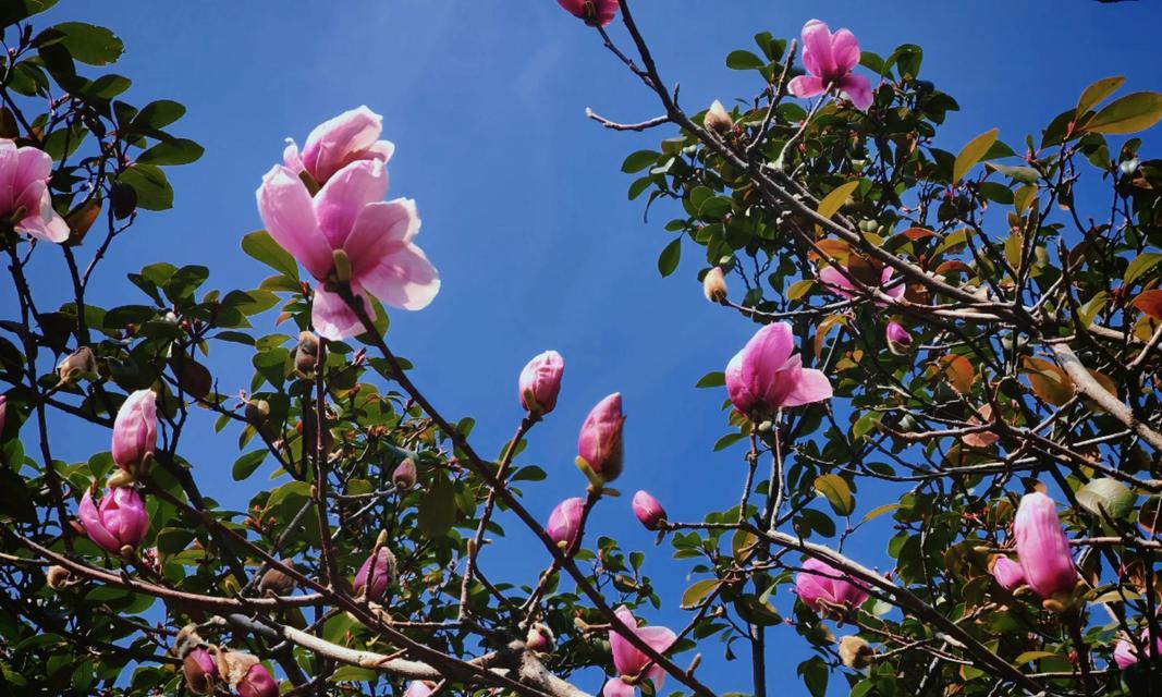 哪种颜色的花象征着友谊？它的花语是什么？