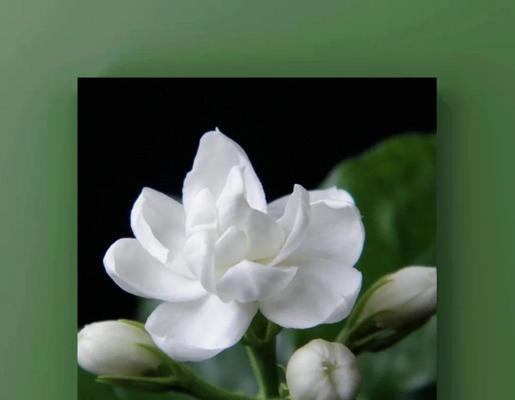 哪种花象征忠贞爱情？