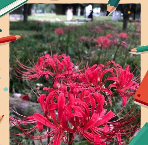 哪些花寓意伤感爱情？它们背后的故事是什么？