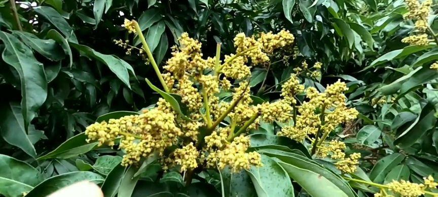 端午节送荔枝花有何寓意和象征？