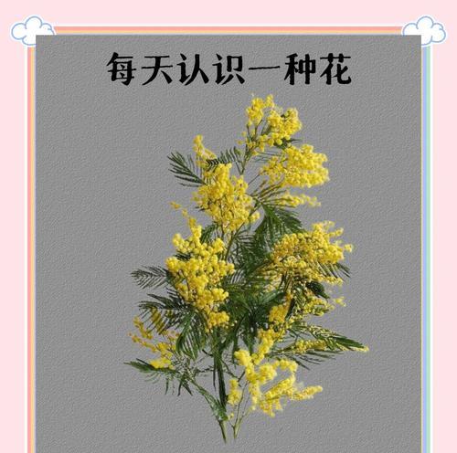 送什么花代表友情？友情花语有哪些？