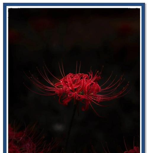 粉色渐变的花代表含义是什么？粉色花卉的浪漫寓意。231