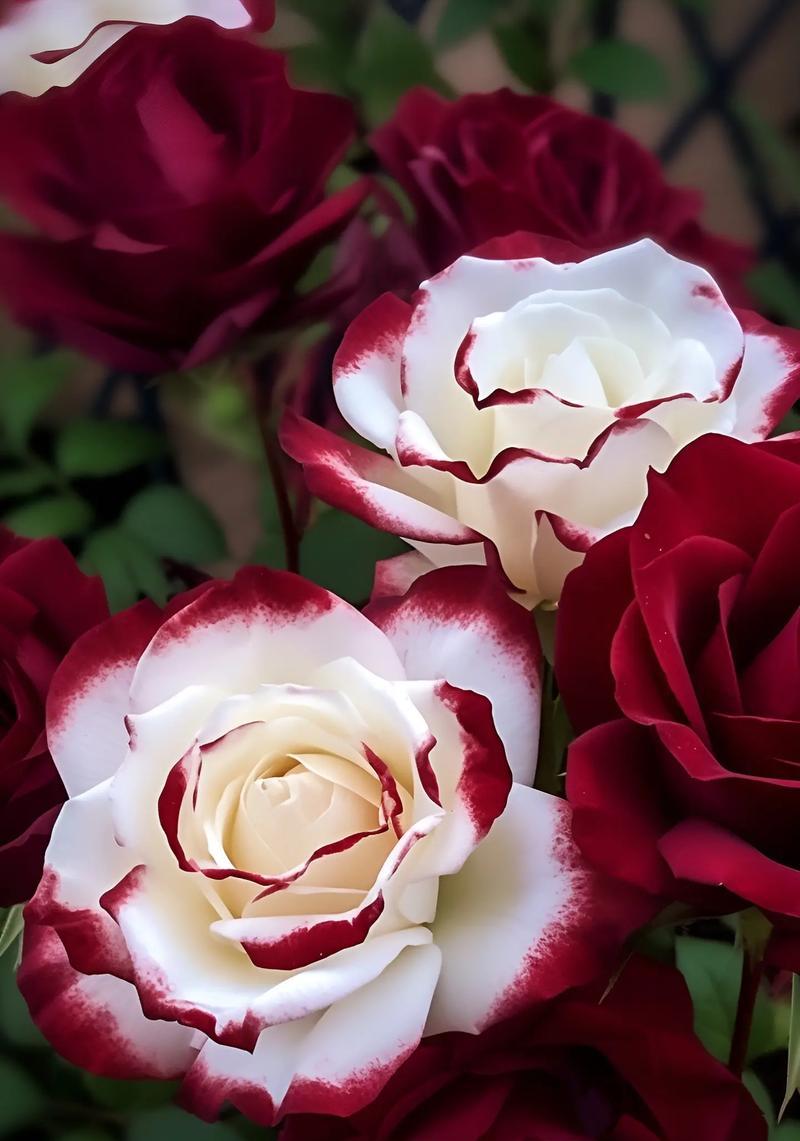 玫瑰花的文化含义是什么？玫瑰花的文化意义有哪些？