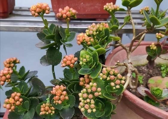 哪些花或树象征长寿？长寿植物的寓意是什么？