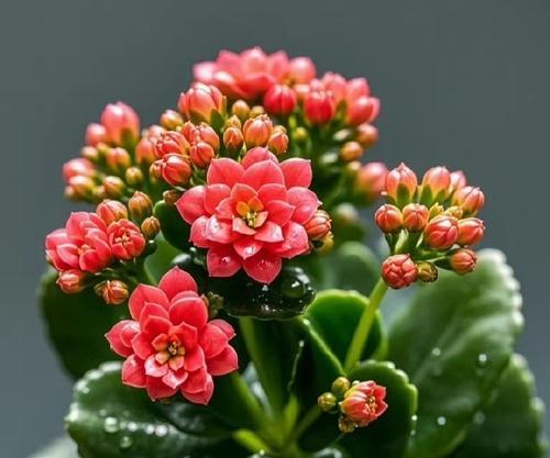 哪种花代表健康和长寿？花语是什么？