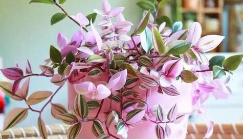 吊兰作为手捧花有何特殊寓意？
