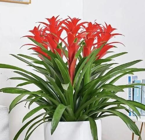 哪种花象征好运？好运花有哪些选择？