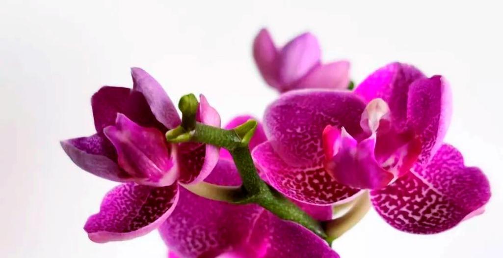 哪种花象征好运？好运花有哪些选择？