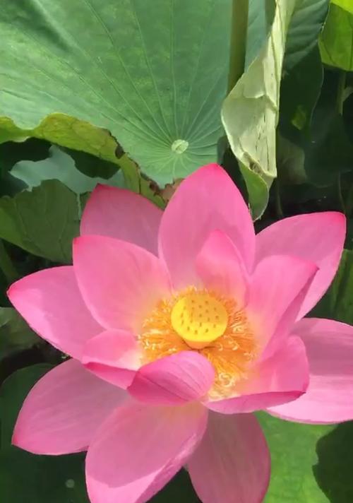 什么花象征平安健康顺利？平安健康顺利的花有哪些？