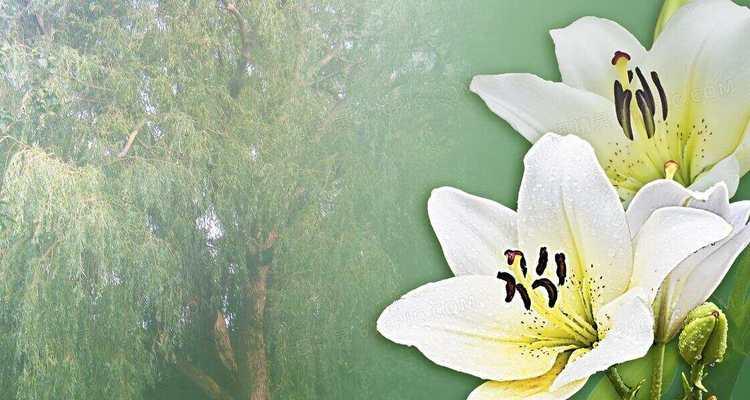 哪些花名象征爱情？