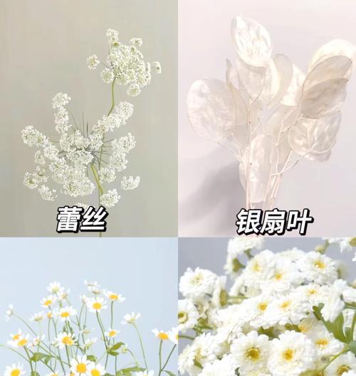 白色花代表什么含义？白色花的象征意义是什么？