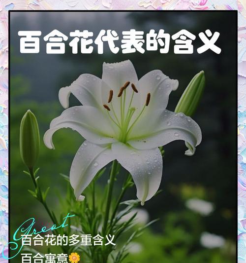 白色花代表什么含义？白色花的象征意义是什么？