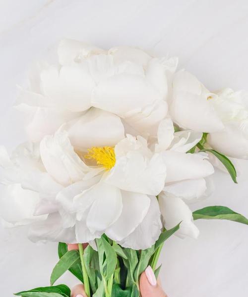 白色花代表什么含义？白色花的象征意义是什么？
