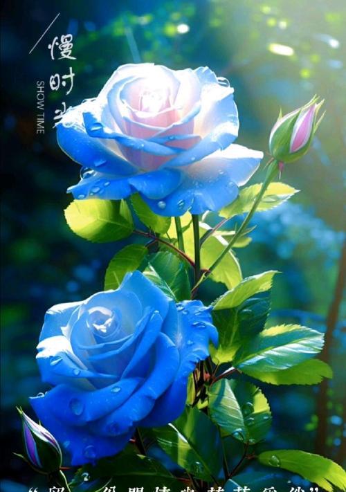 六朵蓝色玫瑰代表什么？蓝色玫瑰花的含义是什么？