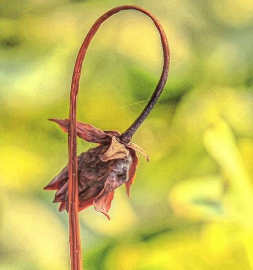 白色枯梗花的含义是什么？枯梗花象征着什么？