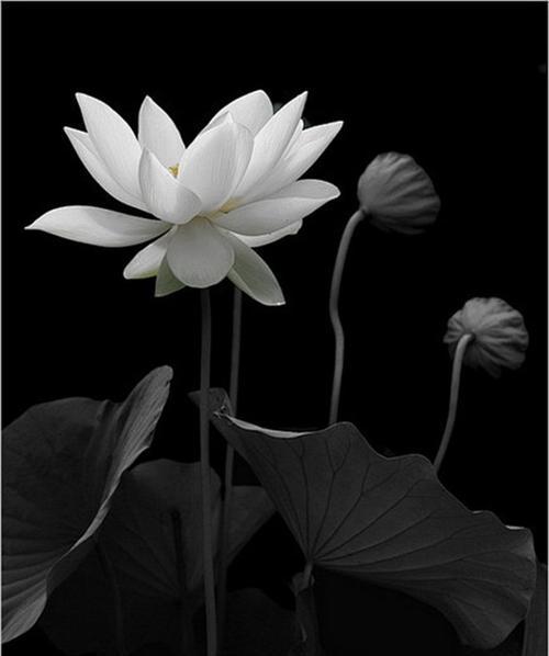 白色枯梗花的含义是什么？枯梗花象征着什么？
