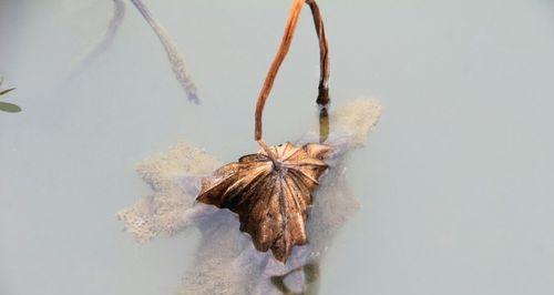 白色枯梗花的含义是什么？枯梗花象征着什么？