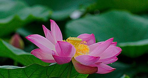 粉色莲花象征什么？粉色莲花代表了哪种花？