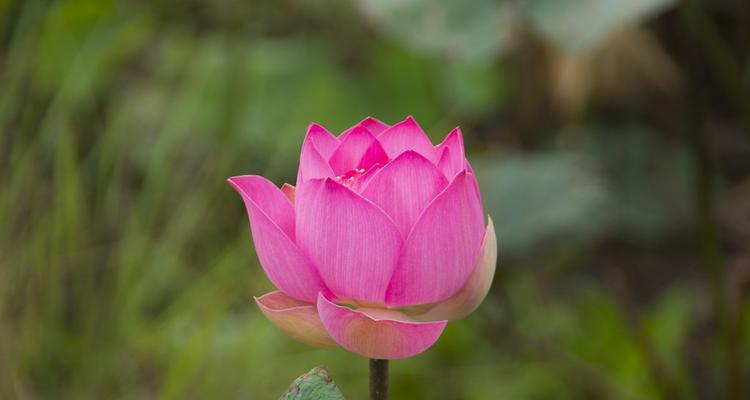 粉色莲花象征什么？粉色莲花代表了哪种花？
