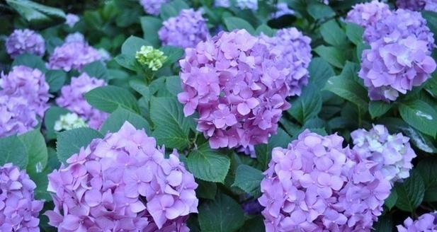 紫色绣球花象征着什么意义？