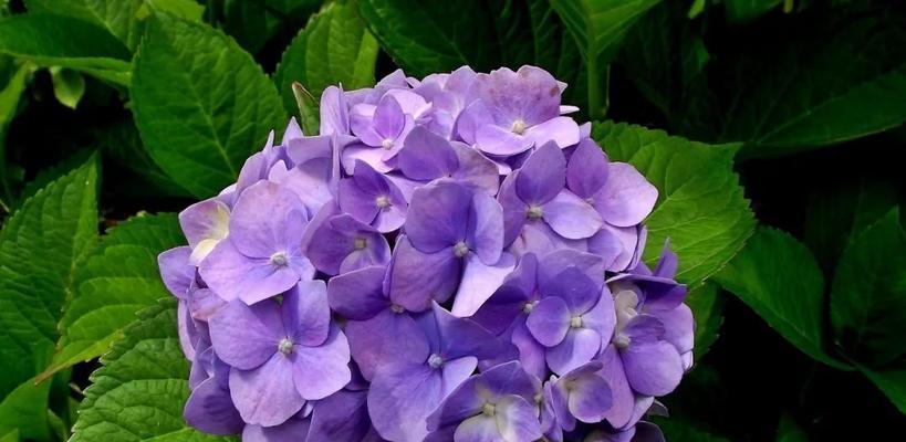 紫色绣球花象征着什么意义？