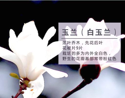清明节应该用哪些花来象征？它们的寓意是什么？