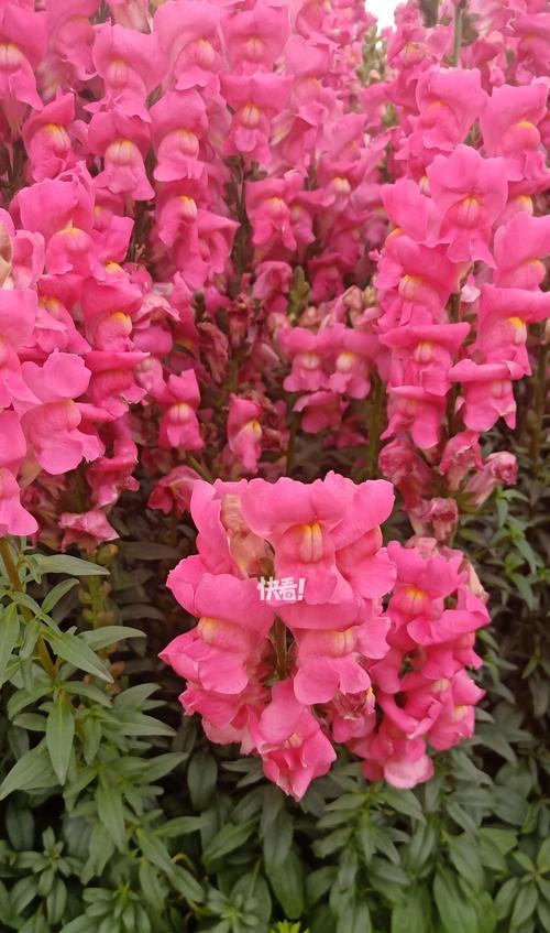 哪些花名寓意繁荣？它们的含义是什么？