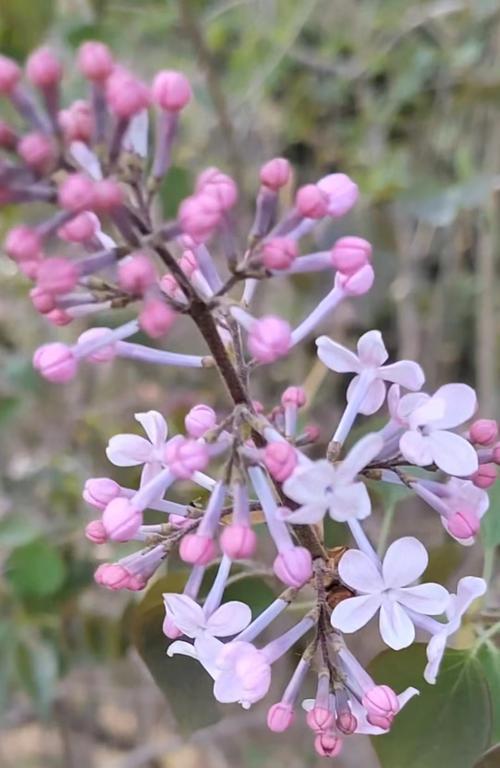 五瓣白色花的寓意是什么？白色五瓣花象征着什么？