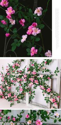 粉色玫瑰花和花藤的寓意是什么？如何搭配粉色玫瑰和花藤？