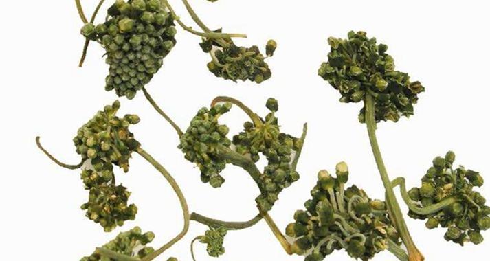 人参花的文化意义是什么？人参花的寓意有哪些？