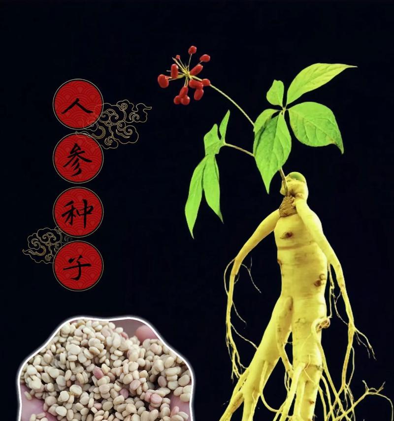 人参花的文化意义是什么？人参花的寓意有哪些？